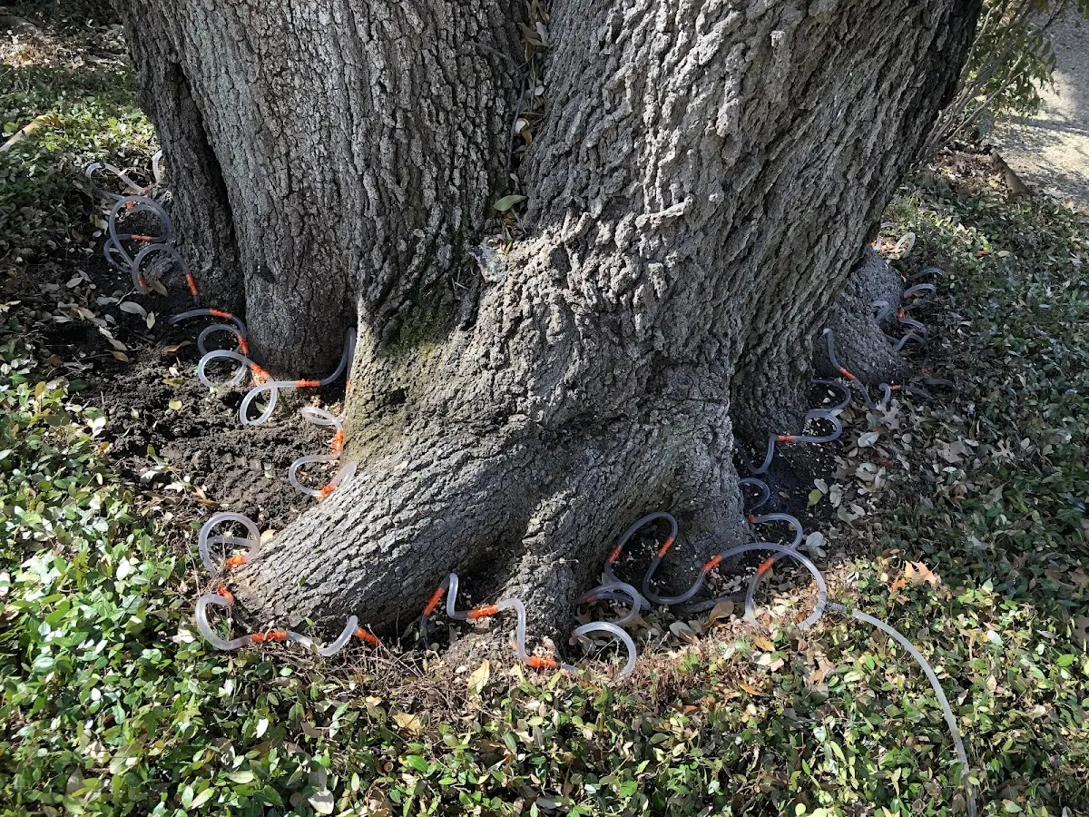 Detailed Tree Cabling and Bracing job site in Bryceville