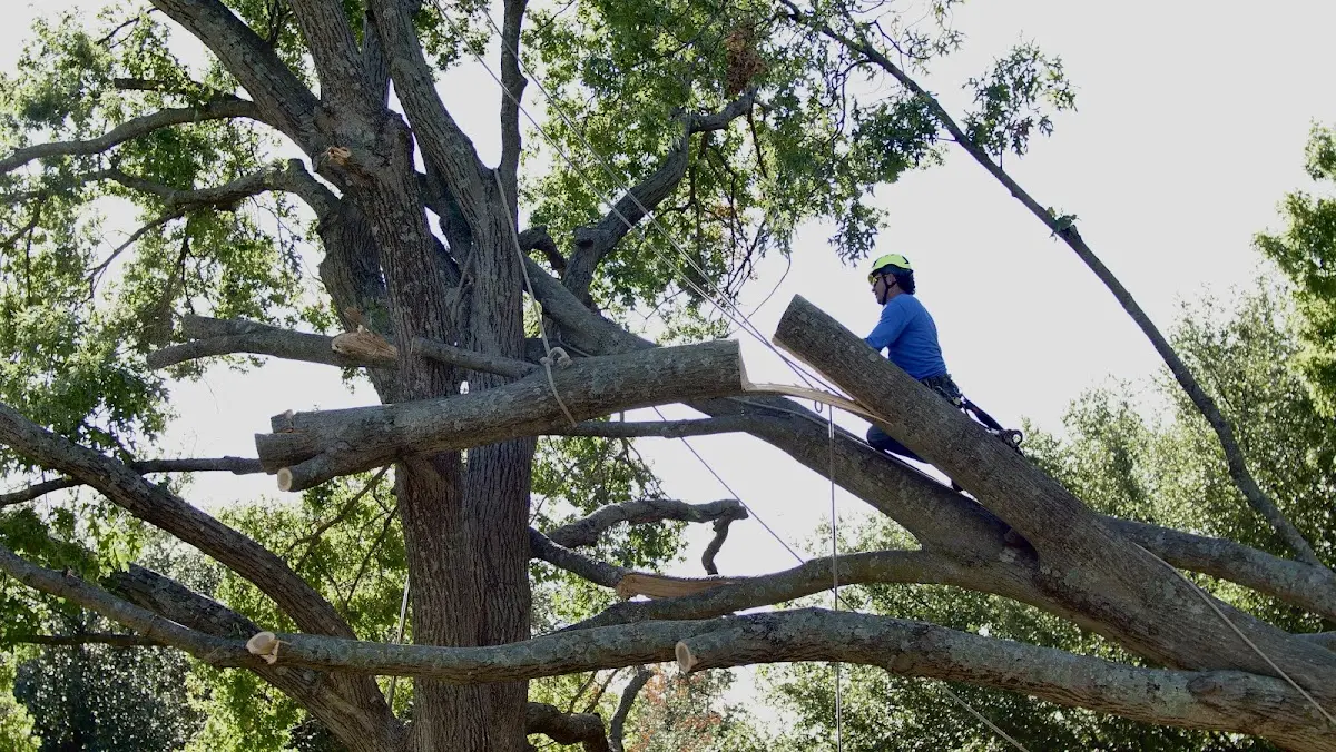 Professional Crown Thinning performed by certified arborists in Bryceville